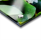 White Radiance in Green Silence Acrylic print