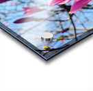 Magnolia Spring Bloom with Buds Acrylic print