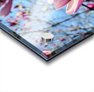 A Magnolias First Embrace of Light Acrylic print