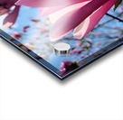 Pink Petals in Warm Light Acrylic print