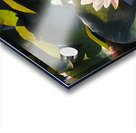 Sun-Kissed Petals: A Lilys Morning Acrylic print