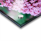 Sustaining Grace:  The Bee and the Butterfly Bush Acrylic print