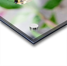 The Bee and the Purple Coneflower Acrylic print