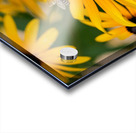 Bee A Black-Eyed Susan Secret Guest Acrylic print