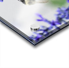 Bee Salivating the Blue Salvia Acrylic print