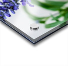 Just A Blue Salvia Buzzing Bee Acrylic print