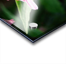 Duo at Dawn: Bees on the Coneflower’s Crown Impression Acrylique