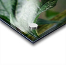 Dual Architects of Life on a Coneflower Stage Acrylic print