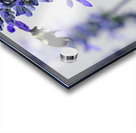 Salvia Bloom & the Pollinator Acrylic print