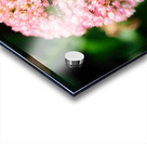  Sedum and the Messenger of Life Acrylic print