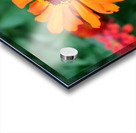 Orange You Royale King Zinnia Impression Acrylique