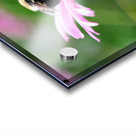 A Bumblebee’s Pause on Coneflower Impression Acrylique