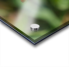 Harmony on a Purple Coneflower Acrylic print