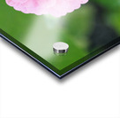 Pretty in Pink Zinnia:  Soft Celestial from Earth’s Garden Acrylic print