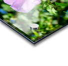 A Hibiscus Glimpse into Nature’s Heartbeat Acrylic print