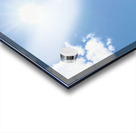 Skyward Confession: A Sunflower’s Secret Acrylic print