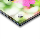 Tiny Architect of the Bloomworld Acrylic print