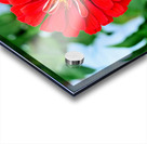 A Zinnia in Meditative Bloom Acrylic print