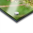 Smiling Happy Hopper on the Wild Silk Spine Acrylic print