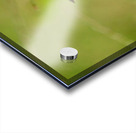 Buckeye Butterfly: Nature’s Tiny Oracle Acrylic print