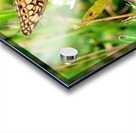 Field Cipher: A Nature Decoded Acrylic print