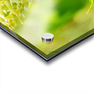 The Daylight Firefly: Guardian of the Green Flame Acrylic print