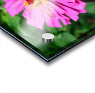 Buzzing Secrets of a Summer Queen Acrylic print