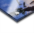 Golden Drift Between Palms Acrylic print