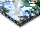 Emergence in Green Acrylic print