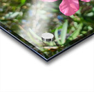 Sun-Kissed Solitude Acrylic print