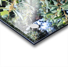 Acorn Awakening Impression Acrylique