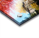 Fall Over the Fence - Autumn’s Embrace  Acrylic print