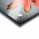 Losing Sight of Fall Acrylic print