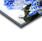 Blue Spire in Bloomstorm: Larkspur Acrylic print