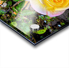 Yellow Rose: Velvet Helix Acrylic print