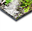  Ivy-leaved Toadflax: A Green Defiance Acrylic print