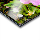 Impatiens: One Quiet Bloom Acrylic print