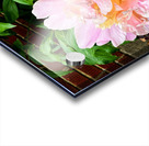 Raspberry Sundae: The Painter’s Peony Acrylic print