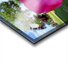 The Rose That Waits: Patience in Pink Acrylic print