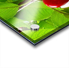 Twin Suns on the Orchard Axis Acrylic print