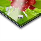 The Cherry Covenant: Nature’s Silent Promise Acrylic print