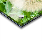 Prairie Starburst: A Prayer in Plant Form Acrylic print