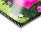 Velvet Guard of the Gardens Heart Acrylic print