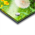 Cartography of a Wish Acrylic print