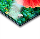 Dahlia Inferna: The Flame That Blossoms Acrylic print