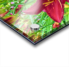 Royal Daylily Portrait Acrylic print