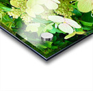  Pale Hydrangea Cluster Acrylic print