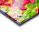 Scarlet Radiance Acrylic print