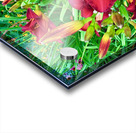 Scarlet Awakening Acrylic print