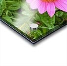 Pink Serenity Acrylic print